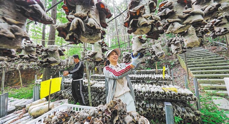 质量发展产业调研】林下生金冰球突破豪华版app【高(图3)